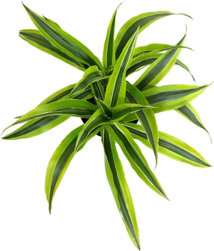 Miniatura 3 de Dragon Tree - Maceta fácil de 6 pulgadas, plantas reales para decoración de sala de estar, planta de oficina, plantas de casa con poca luz, plantas