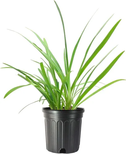 Agapanthus Africanus Lily of the Nile | Planta de tamaño grande de 1 galón | Hierba de cobertura vegetal con floración de bajo mantenimiento