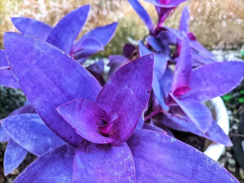 Miniatura 2 de Tradescantia Pallida Purpurea Planta Purpurea de 5 esquejes de corazones morados - Planta fácil de cultivar para interiores y exteriores - Esquejes