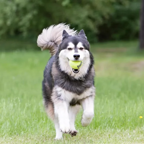 Miniatura 6 de Pelotas de tenis KONG Air Dog SqueakAir para perros, tamaño mediano (paquete de 6)