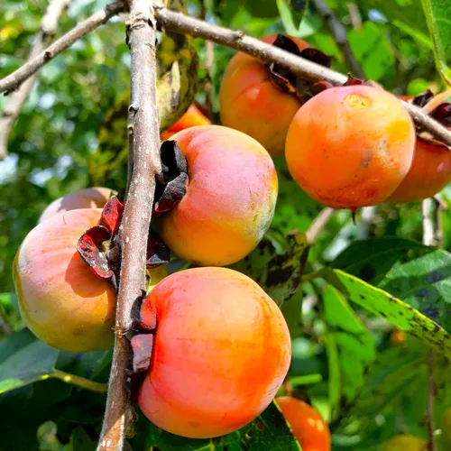 TomorrowSeeds - Semillas de árbol de caqui americano - Más de 20 unidades - para plantar 2026 Diospyros Virginiana Caquis orientales comunes Árboles