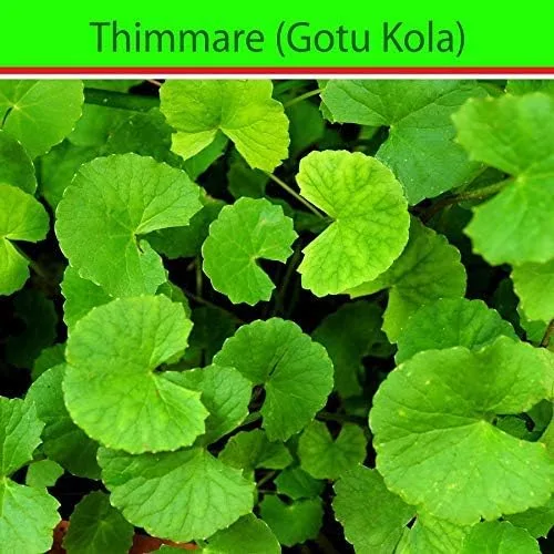 Miniatura 4 de 100 semillas de centella asiática, semillas indias de Pennywort Gotu Kola