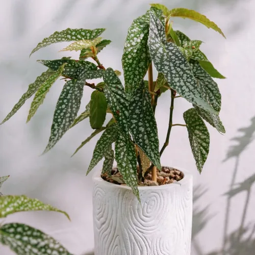 Miniatura 2 de Angel Wing - Planta viva de begonia, plantas maculatas de begonia de lunares, decoración de plantas de interior para interiores y exteriores