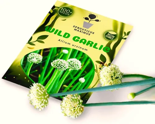 Miniatura 5 de Semillas de ajo silvestre más de 100 semillas para cultivar Allium Ursinum Ramsons de larga vida perenne para plantar en primavera u otoño
