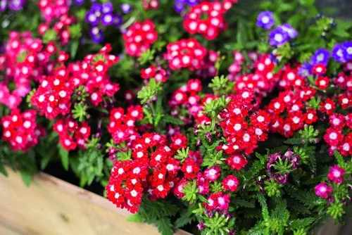Miniatura 3 de Verbena Mix Hierba de la Cruz Flores Anuales para Plantar