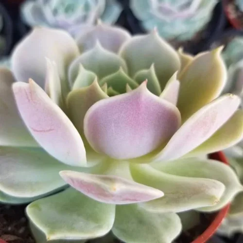 Miniatura 7 de Echeveria Suculents Plantas vivas para cultivar, suculentas de Echeveria vivas, plantas de Echeveria vivas, suculentas de Echeveria vivas