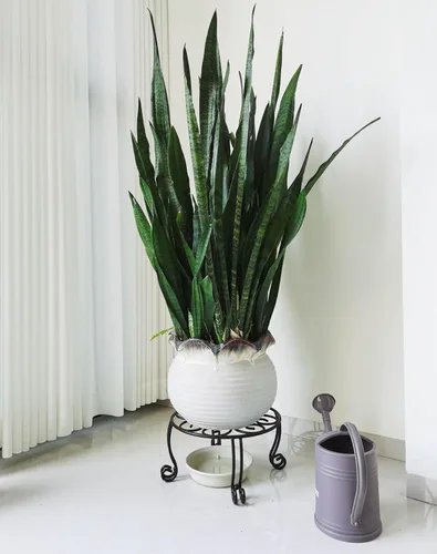 Miniatura 3 de TREEZITEK Paquete de 2 soportes de hierro resistente para plantas, 11.8 pulgadas de diámetro, 6 pulgadas de alto, negro, recubrimiento en polvo