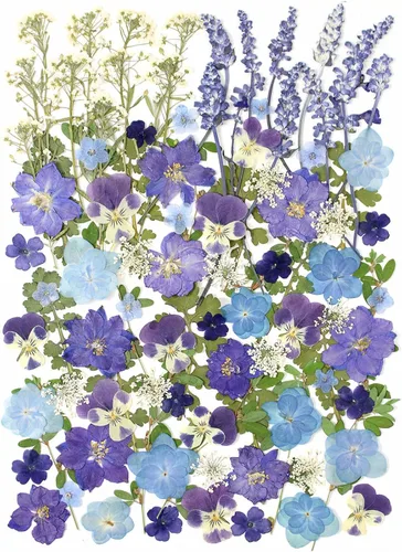 100 piezas de flores secas prensadas reales y hojas de plantas naturales, herbario para bricolaje, moldes de resina, fabricación de joyas y Azul-100