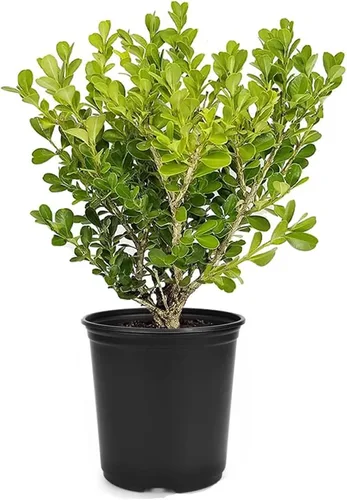 Miniatura 10 de Boj japonés 10 plantas vivas Buxus Microphylla Arbusto de hoja perenne, bajo mantenimiento, ideal para setos, follaje denso, perfecto
