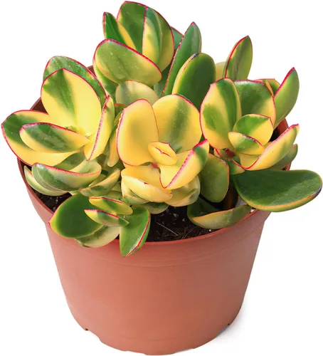 Miniatura 7 de Sprout N Green Aeonium - Almohadilla de lirio, planta suculenta viva totalmente enraizada en maceta de 4 pulgadas, oficina en casa, decoración