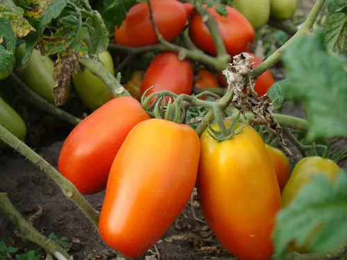 Miniatura 7 de Semillas Verduras Tomate en Forma de Pimienta - 25 Semillas