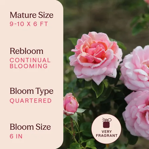 Miniatura 6 de Rosas trepadoras de reliquia, planta de raíz propia viva para jardín al aire libre, Aloha, muy fragantes, zonas de rusticidad 5 a 10, floración