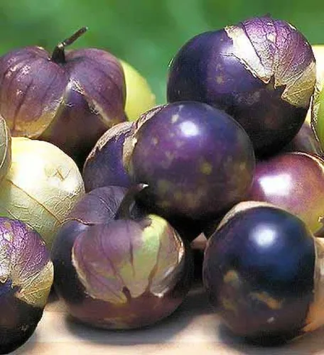 Miniatura 2 de Semillas Purple Cape Gooseberry Goldenberry Groung Cherry Physalis Vegetal sin OMG para plantar