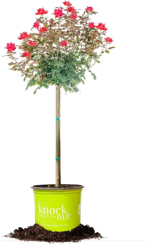 Miniatura 8 de Perfect Plants Perfect Plants Rosa Drift Rose Tree de 3 a 4 pies Árboles vivos para plantar al aire libre Flores que reflorecen durante todo