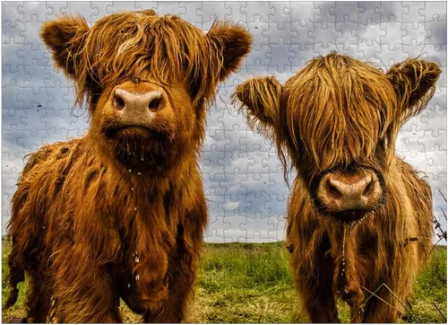 Miniatura 7 de MyPuzzle Two Highland Cows - Rompecabezas prémium de 100 piezas para adultos