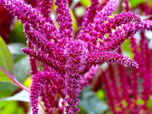 Semillas únicas de cola de zorra, amaranto, amaranto caudatus, 400 semillas sin OMG para plantar plantas de jardín inusuales, ideales para colgar