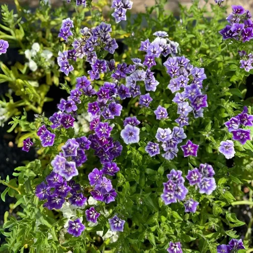 Miniatura 3 de Paquete de 1000 semillas de Phlox para plantar colores mixtos, cubierta de suelo rastrero Popstars Phlox - Semilla anual de flores para el hogar
