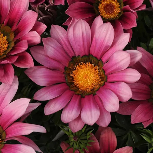 Miniatura 4 de New Day Series Gazania Flower Garden Seeds - Sombras de bronce - 100 semillas - Semillas anuales de jardinería de flores - Gazania splendens Rose