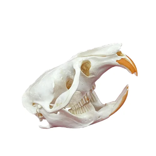 Miniatura 16 de Calaveras de animales reales en taxidermia, espécimen de huesos reales, suministros de taxidermia para educación científica, regalo especial