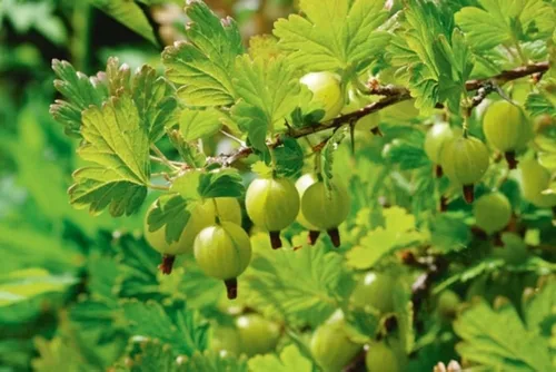 Miniatura 2 de Semillas indias de amla para plantar, fáciles de cultivar y de alto rendimiento, semillas de grosella espinosa de jardín en casa, adecuadas