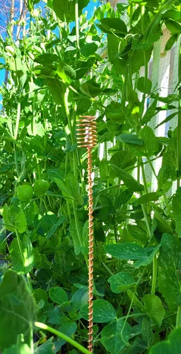 Miniatura 6 de Electroculture Grows - Juego de 5 estacas de cobre sólido de 18 pulgadas de largo, envueltas con cobre sólido puro