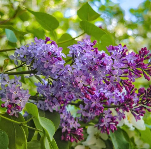 Miniatura 3 de 50 Violetas Semillas Lila Extremadamente Fragante Syringa Villosa Árbol Lila Arbusto Syringa Vulgaris