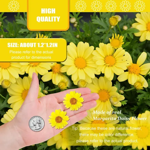Miniatura 2 de 60 girasoles secos prensados amarillos para adornos de manualidades, flores secas naturales de 1.2 pulgadas, margarita grande para joyería