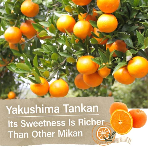 Miniatura 6 de YAMASAN KYOTO UJI Caramelo japonés – Sabor a naranja mandarina de Yakushima, envueltos individualmente, sin condimentos químicos, dulces sin gluten