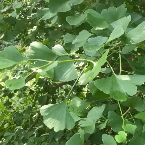 Miniatura 2 de Ginkgo Tree - Planta viva en maceta de cuarto de galón, planta de árbol de ginkgo bien enraizada, lista para crecer, árbol de ginkgo de 1 a 2 años