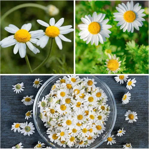 Miniatura 5 de Seed Needs Semillas de manzanilla para plantar manzanilla alemana y romana, semillas de hierbas sin OMG y sin tratar para plantar un jardín