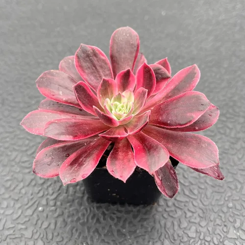 Miniatura 4 de Sprout N Green Aeonium - Vestido de novia blanco, maceta viva rara suculenta en maceta de 2 pulgadas, planta de casa real para recuerdos de fiesta