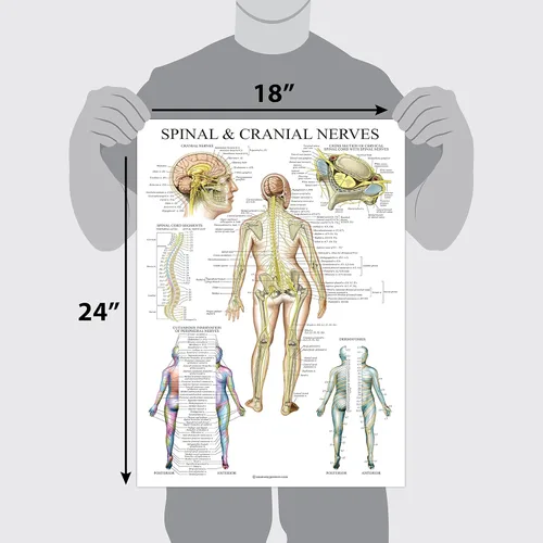 Miniatura 2 de Paquete de 2: Nervios espinales y craneales + juego de carteles de anatomía de la columna vertebral - Juego de 2 gráficos anatómicos - Laminado