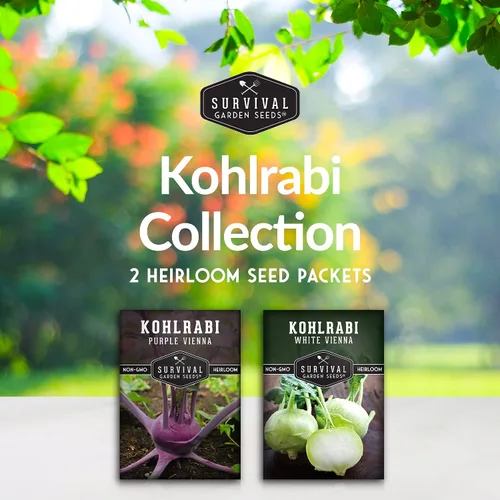 Miniatura 2 de Colección de semillas de colinabo para plantar, 2 paquetes para plantar y cultivar plantas de colinabo de Viena blanca y púrpura de Viena - Cebollas