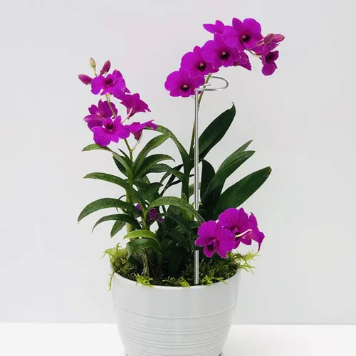 Miniatura 4 de Estacas para plantas de 30 pulgadas o 16 pulgadas para flores, paquete de 5 (bricolaje), anillos de soporte de jaula de plantas de acero inoxidable