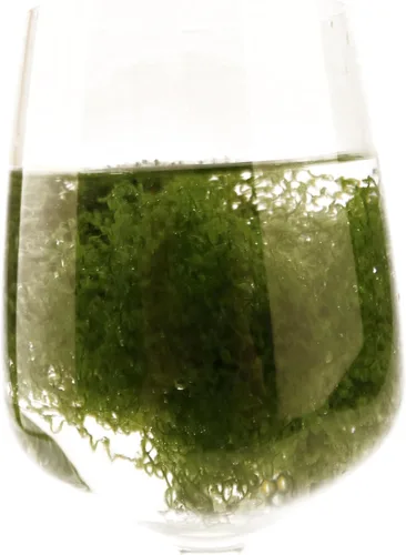 Miniatura 7 de Musgo simulado verde oscuro, briófitos artificiales, adecuado para decoración de musgo, manualidades verdes, arte de jardinería, jardín de Navidad