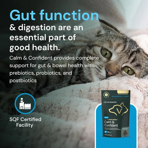 Miniatura 7 de VetriScience Masticables de fuerza veterinaria calmados y seguros, suplemento de estrés para gatos, apoya la función cerebral para gatos