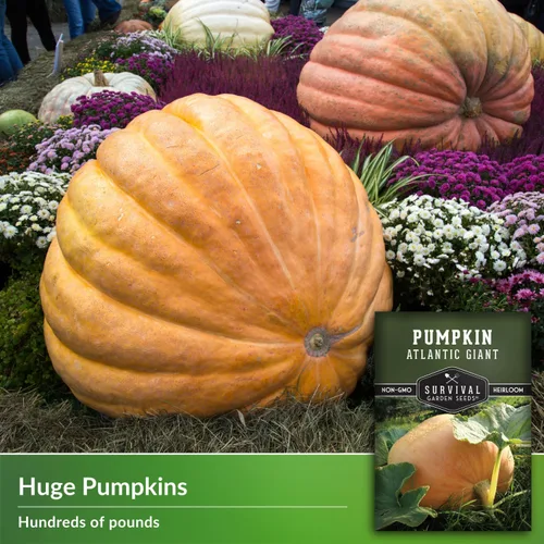Miniatura 3 de Atlantic - Semillas de calabaza gigante para plantar Variedad tradicional sin OMG para cultivar enormes calabazas de competencia para jardín