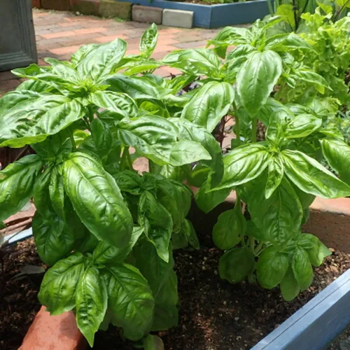 Miniatura 4 de 4 plantas de albahaca, plantas de albahaca dulce vivas para interiores, plantas de hierbas vivas, de 4 a 6 pulgadas