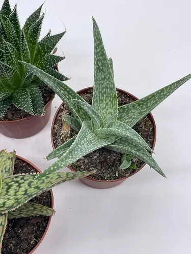Miniatura 8 de BubbleBlooms Surtido variado de aloe, macetas de 3 pulgadas, 4 suculentas de aloe diferentes