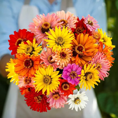 Miniatura 55 de Eden Brothers - Semillas de zinnia, cactus con flores, sin OMG, plantar en primavera, paquete, flores de bajo mantenimiento, zonas 3, 4, 5, 6, 7, 8