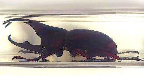 Miniatura 21 de Escarabajo británico Chafer de rosa real de 1.732 pulgadas en resina de lucita cristalina, muestra preservada de cetonia aurata, insectos