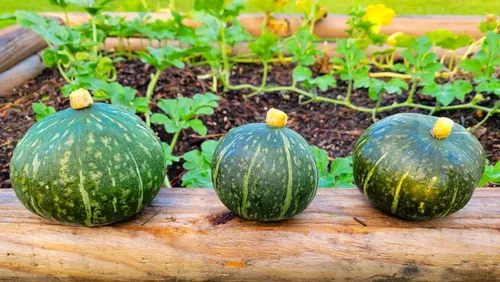 Miniatura 4 de TomorrowSeeds - Semillas de calabaza Kabocha - Más de 20 unidades - para plantar calabaza japonesa verde Hokkaido Ebisu asiático Tetsukabuto