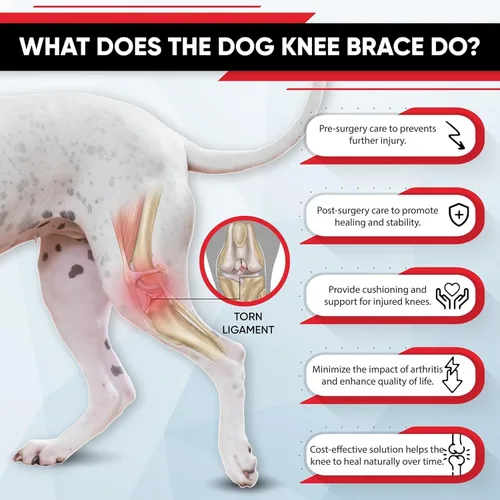 Miniatura 4 de Rodillera para perro para soporte de pierna trasera, recuperación de ACL y alivio del dolor en las articulaciones, manga de compresión ajustable