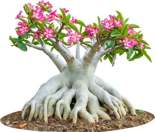 100 semillas de rosa del desierto para plantar colores mixtos listas para cultivar semilla de Adenium Obesum suculenta exótica colorida planta