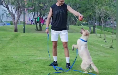 Miniatura 5 de AMAGOOD Correa larga para perro para entrenamiento de perros de 15, 20, 30, 50 y 100 pies de largo, para entrenamiento de perros medianos y Azul
