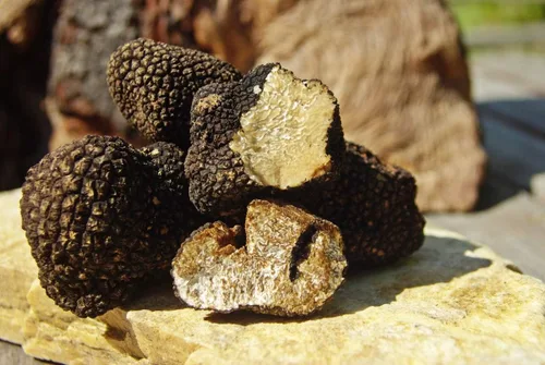 Miniatura 2 de Setas de trufa negra sin OMG para plantar esporas de desove de micelio