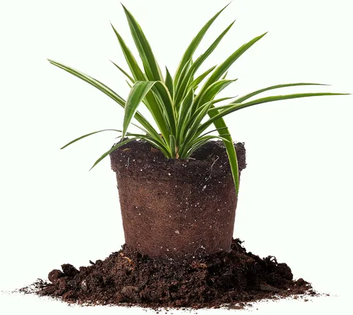 Perfect Plants Planta de araña abigarrada inversa en maceta de cultivo de 6 pulgadas | Planta de interior viva para cultivo en interiores | Fácil de