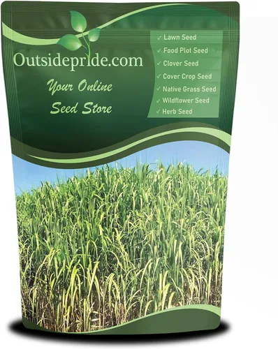 Outsidepride Semilla de Panicum virgatum - 4.5 kg. Hierba nativa perenne resistente, tolerante a la sequía y a las inundaciones, semillas ideales