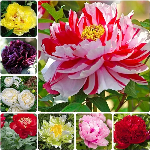 Semillas de peonía, 15 semillas, colores mezclados, ideales para bonsái, contenedores o cultivo al aire libre
