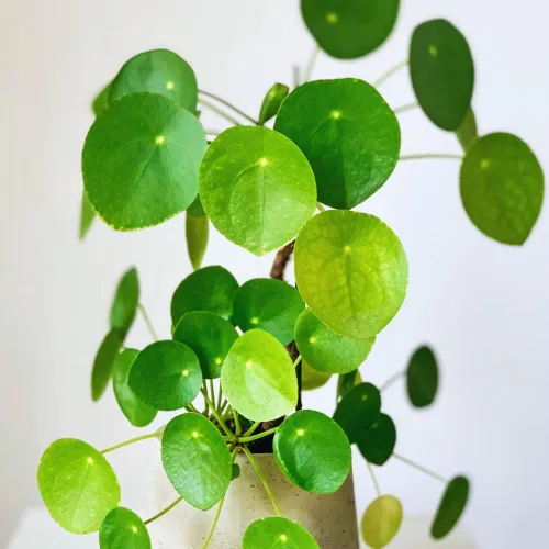 3 plantas de Árbol del Dinero vivas, Plantas vivas de Pilea Peperomioides, de 12 a 18 cm de altura, Plantas vivas de Pilea Peperomioides para